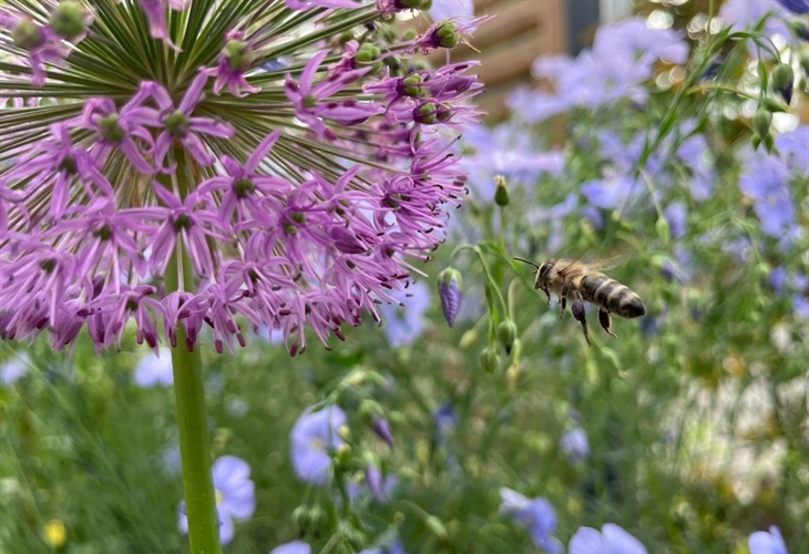 Biene findet in einem artenreichen Naturgarten einen Lebensraum