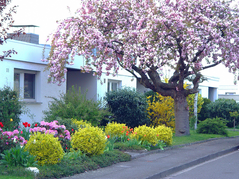 Bunter Vorgarten mit großem Kirschblüten Baum