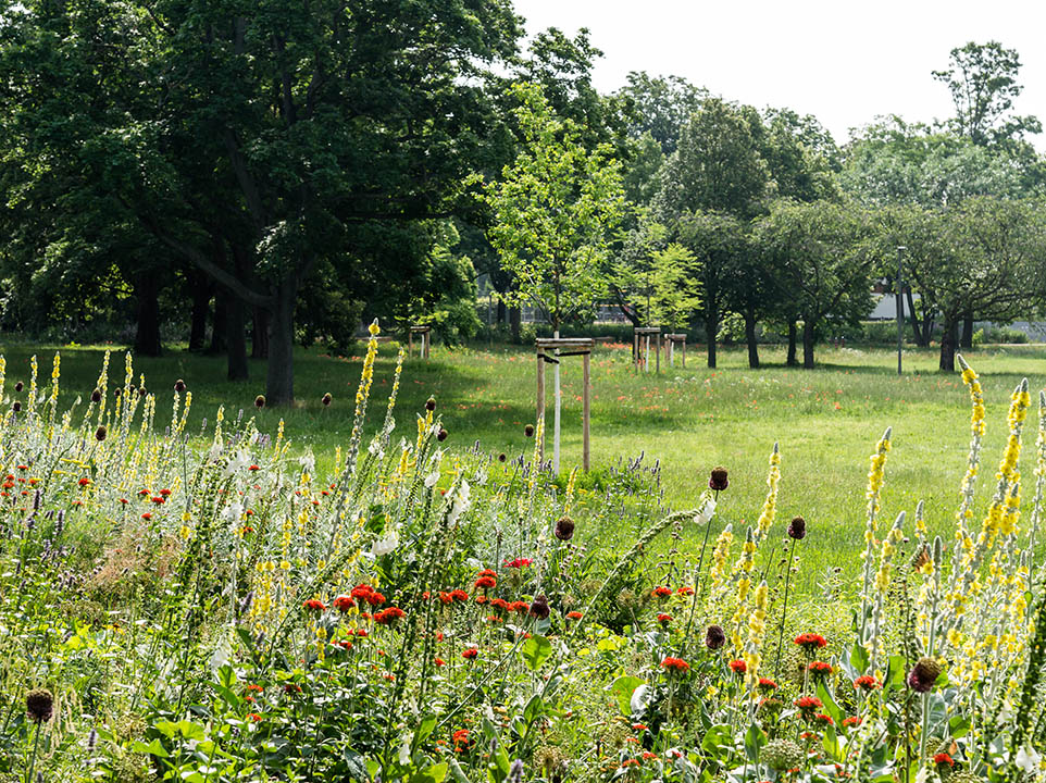 Baumreicher Privatgarten mit einer Blumenwiese