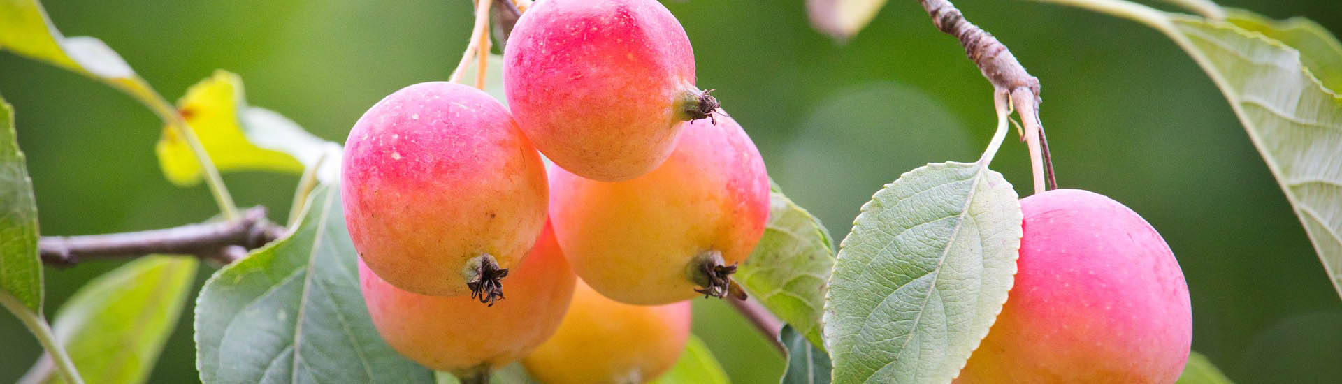 Die rotorange Frucht des klimafreundlichen Zierapfels