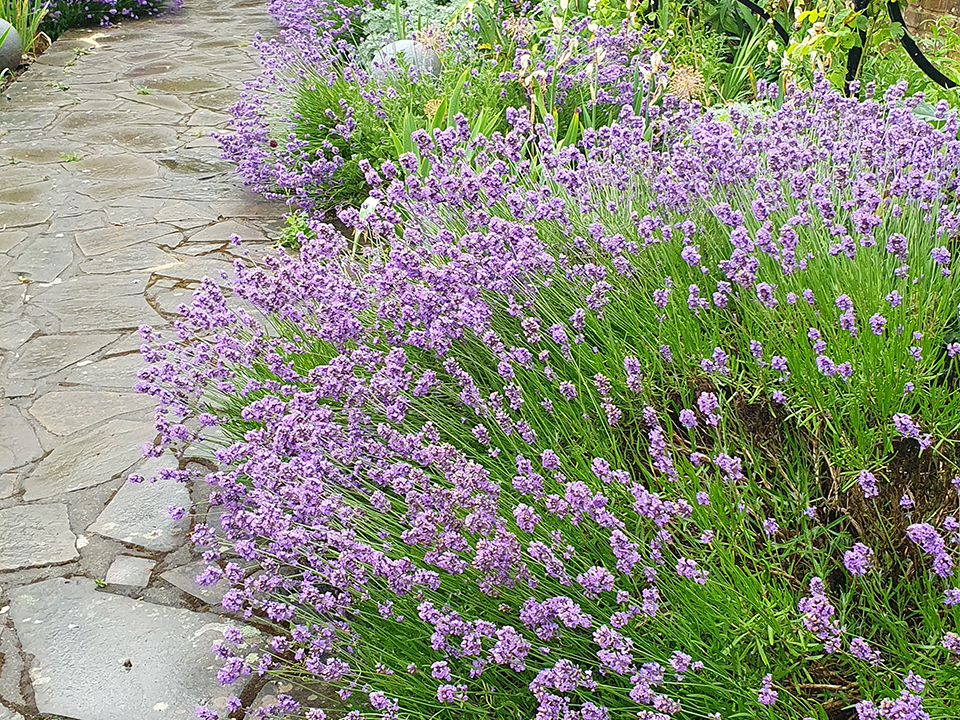 Lavendel im Garten; Blüht neben einem Steinweg