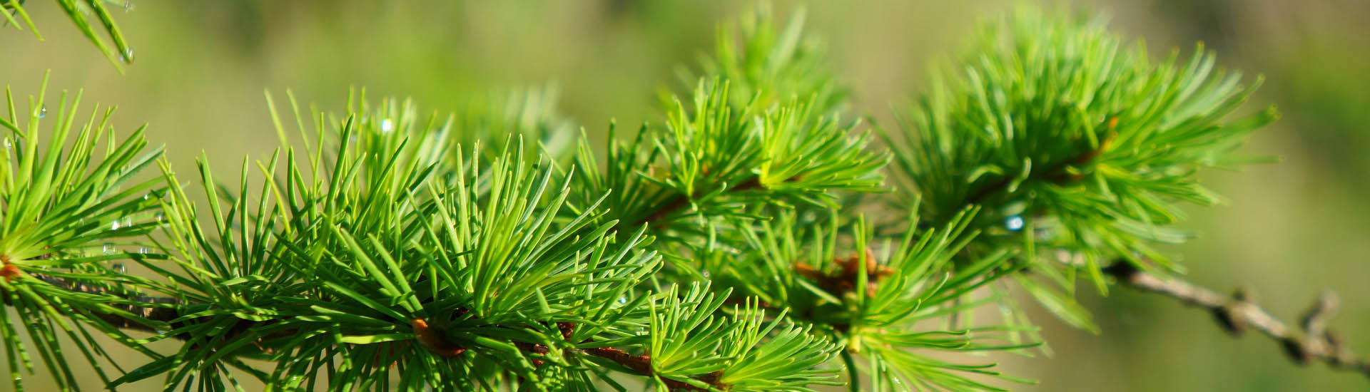 japanische Lärche mit grünen Nadel ist sehr Klimafreundlich 