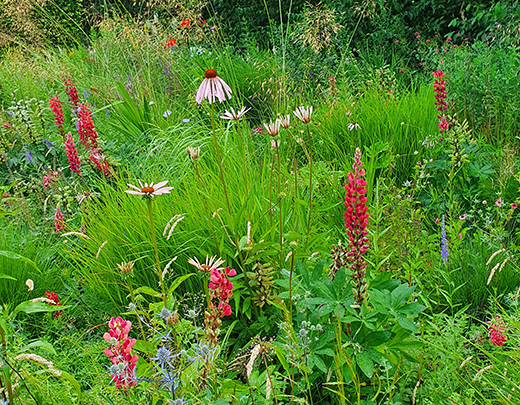 Blumenwiese mit verschiedenen Stauden