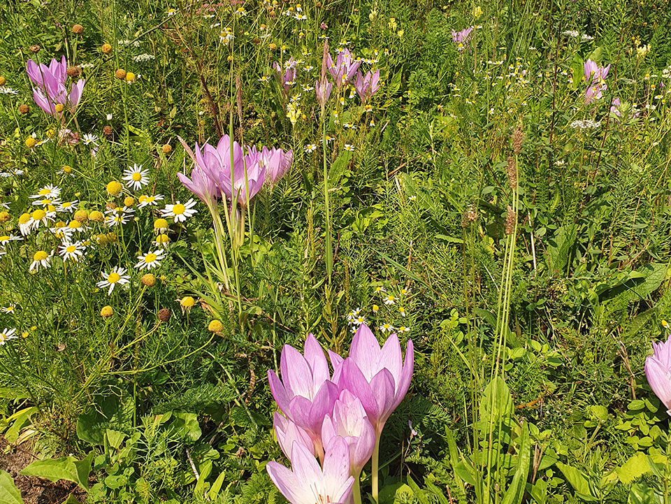 Blumenwiese mit rosa Stauden und Gänseblümchen