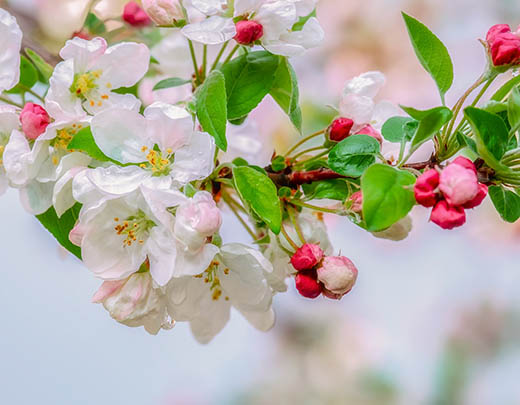 Rosa-weiße Blüten des klimafreundlichen Zierapfels