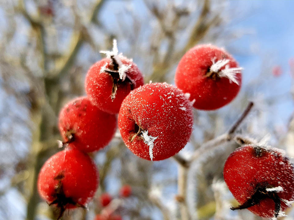 Rote Frucht des klimafreundlichen Zierbaums im Winter