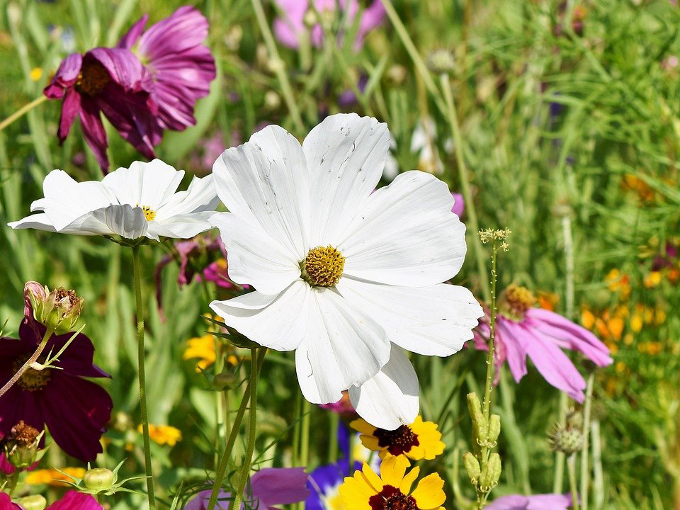 Bunte Stauden im artenreichen Garten