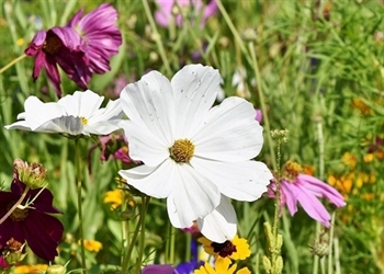 Bunte Stauden in einem artenreichen Garten