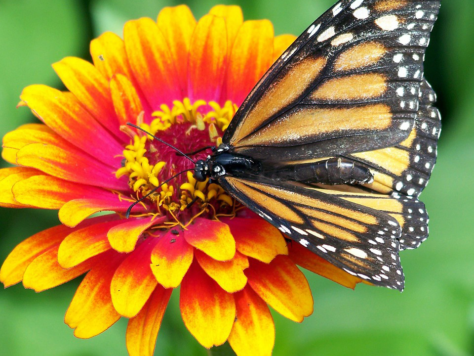 Artenreicher Garten mit einem Schmetterling an einer Staude