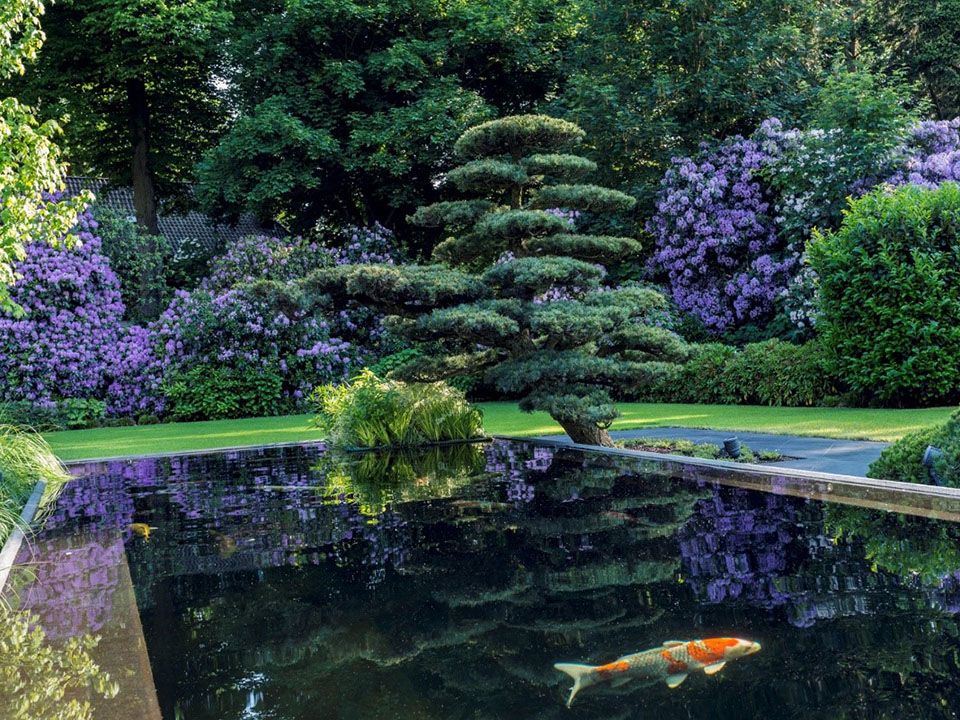 Asiatischer Garten mit Koi-Teich, Bonsai-Baumund lila blühenden Azaleen.