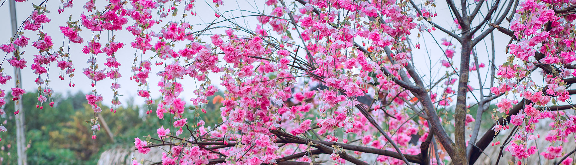 Kirschblütenbaum im asiatischen Garten