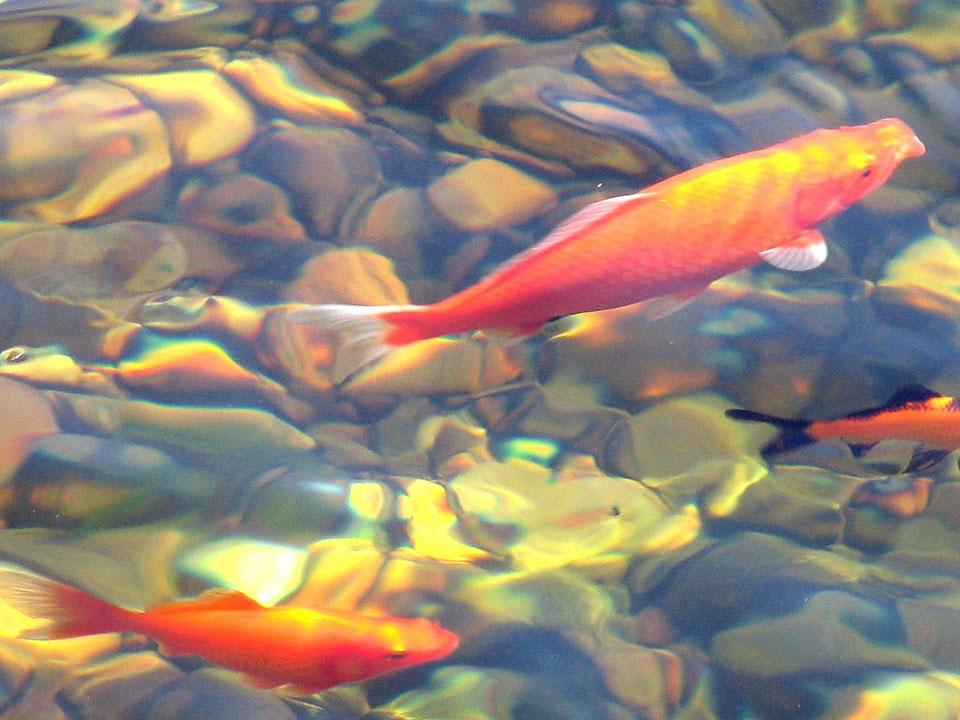 Koi schwimmt im Gartenteich