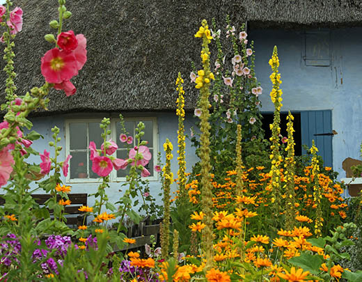 Bauerngarten mit bunten Stauden