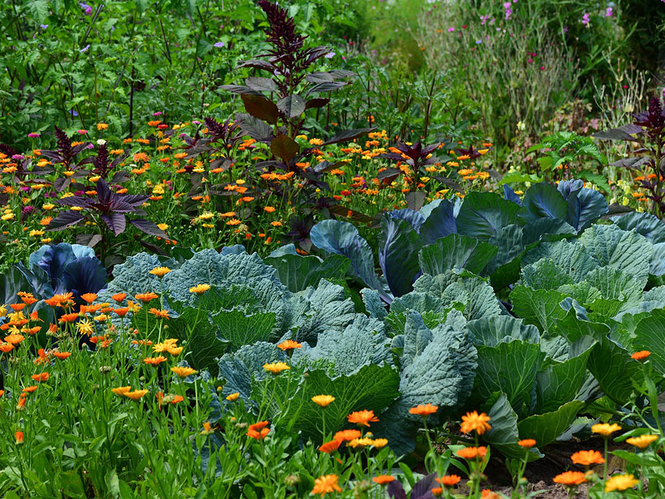 Gemüsegarten passt perfekt zum Bauengarten