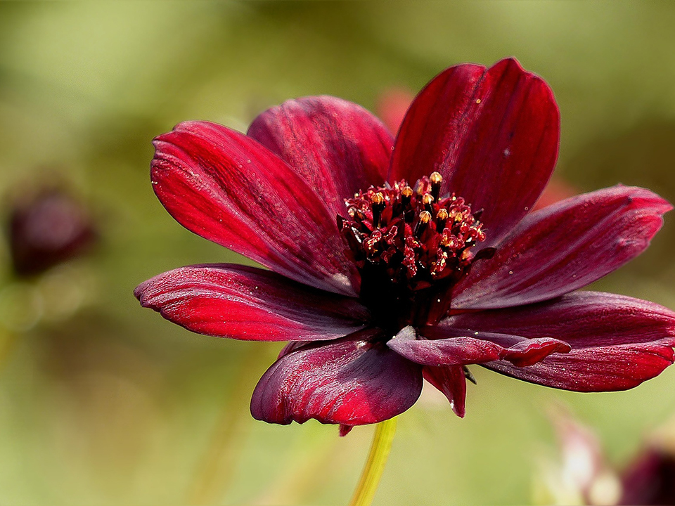 Schokoladenblume für einen extravaganten Gartenduft