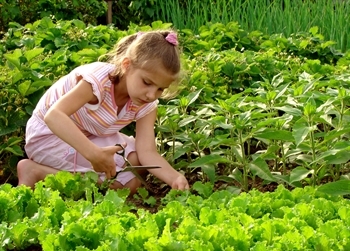 Mädchen schneidet Gemüse im Gemüsebeet