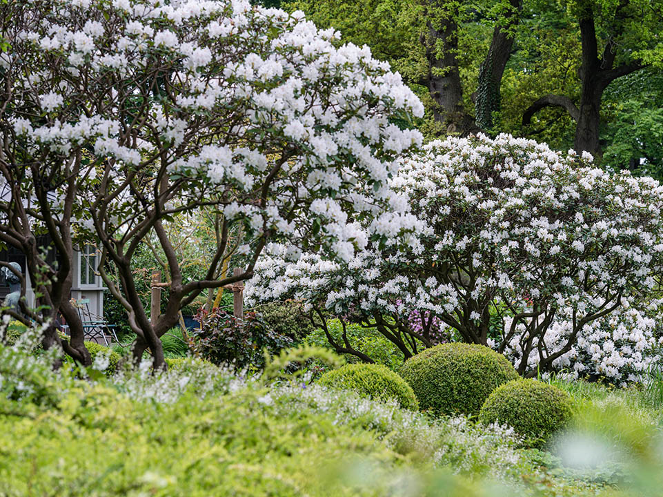 Bäume im Frühling blühen weiße Büten