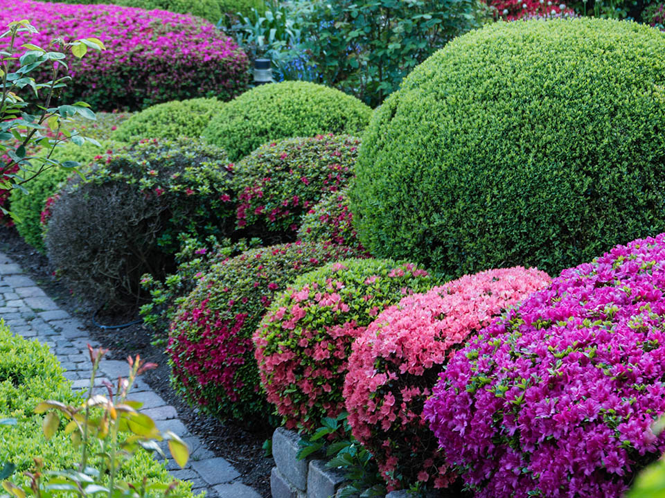 Formaler Garten mit bunter Vielfalt