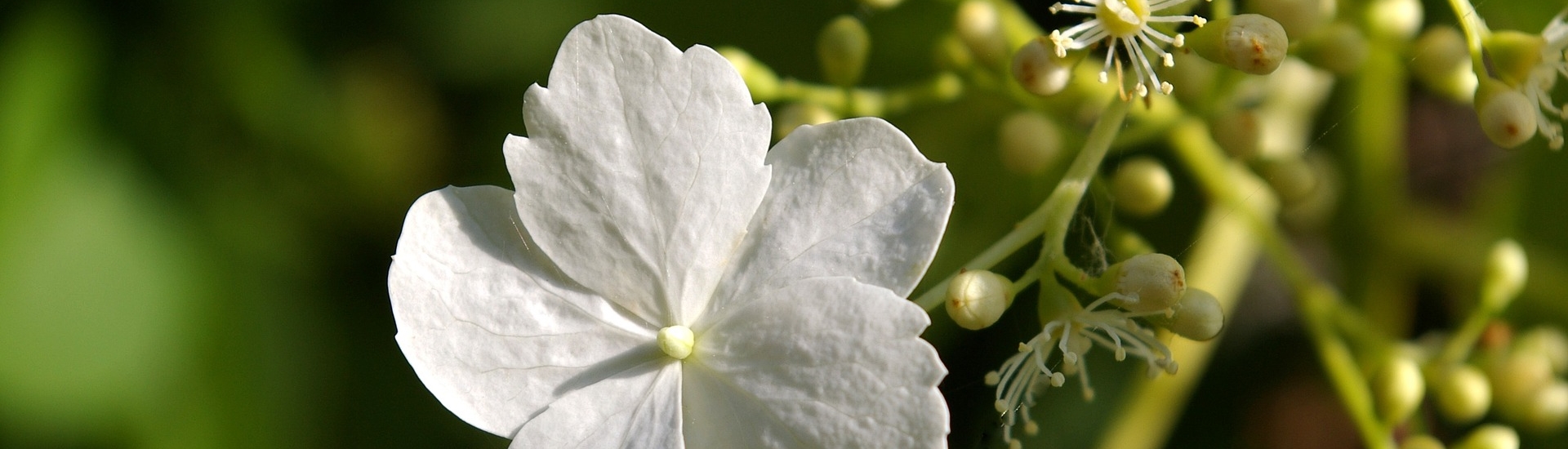 Blüte einer Kletterhortensie