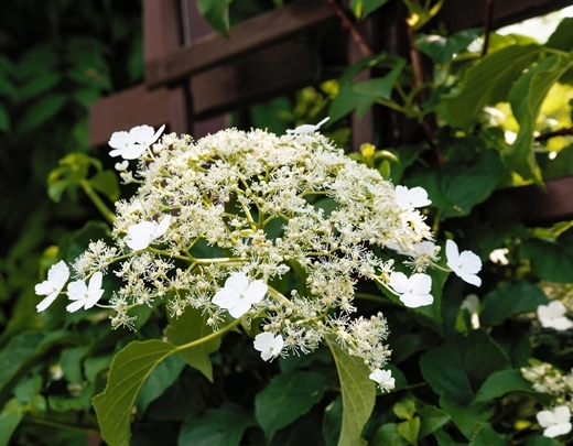 Kletterhortensie
