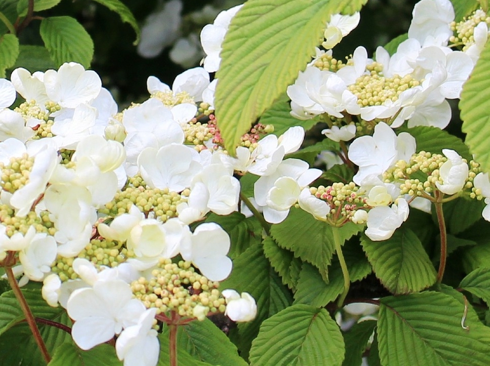 Kletterhortensie