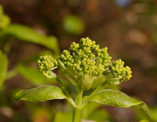 Kletterhortensie für den Garten