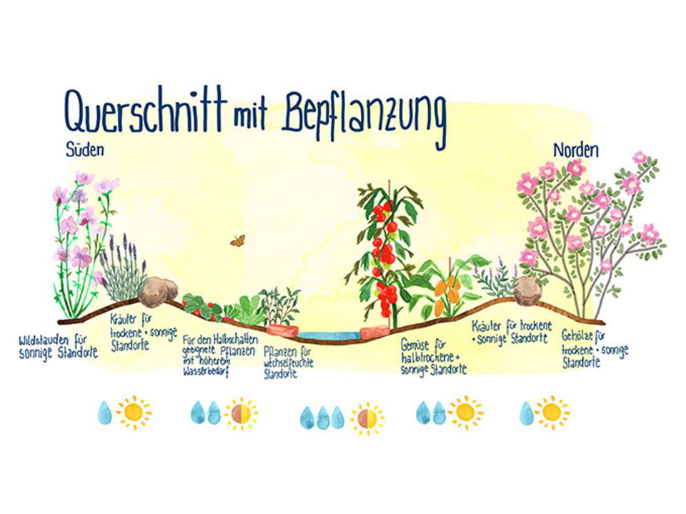 Illustration für eine Bepflanzung für den Kratergarten: NABU/Anne Quadflieg