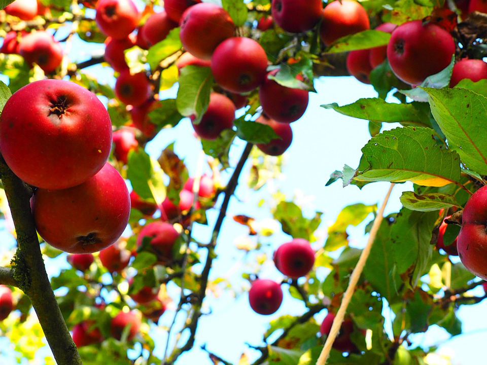 Apfelbaum für den Naschgarten