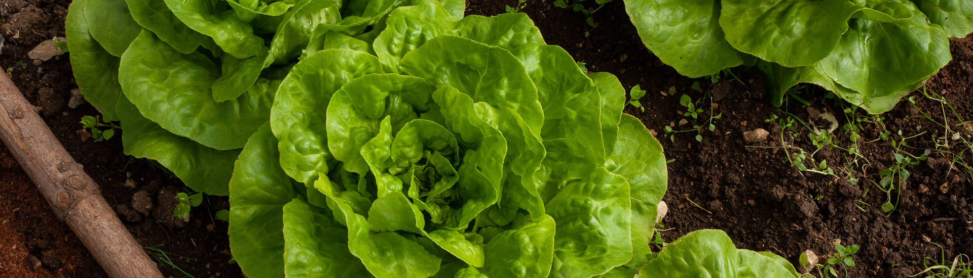 Salatköpfe für ein Gemüsebeet im Garten