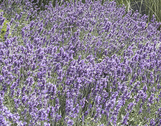 Großer Lavendelstrauch im Garten