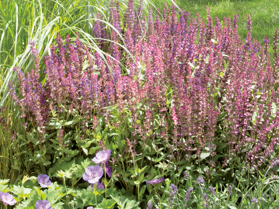 Maditerranner Garten in Farbenpracht durch Stauden