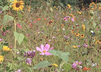 Wunderschöne Blumenwiese bietet den Bienen und Insekten Lebensraum
