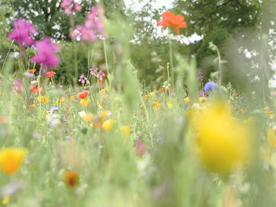 Farbenfrohe Blumen, Sträucher und Stauden