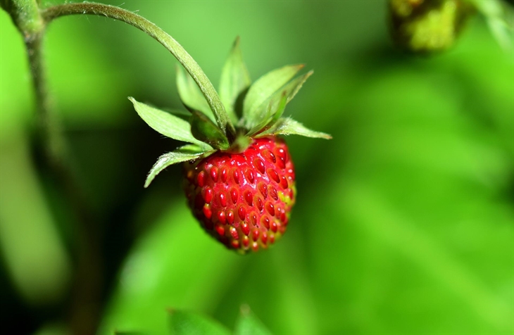 Waldbeere