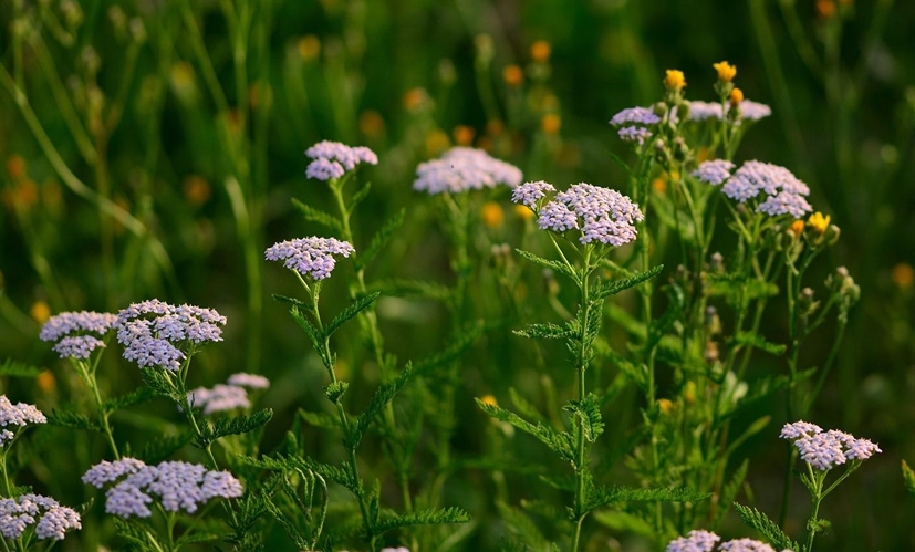 Stauden und Wildstauden sind in einen Garten eingebaut