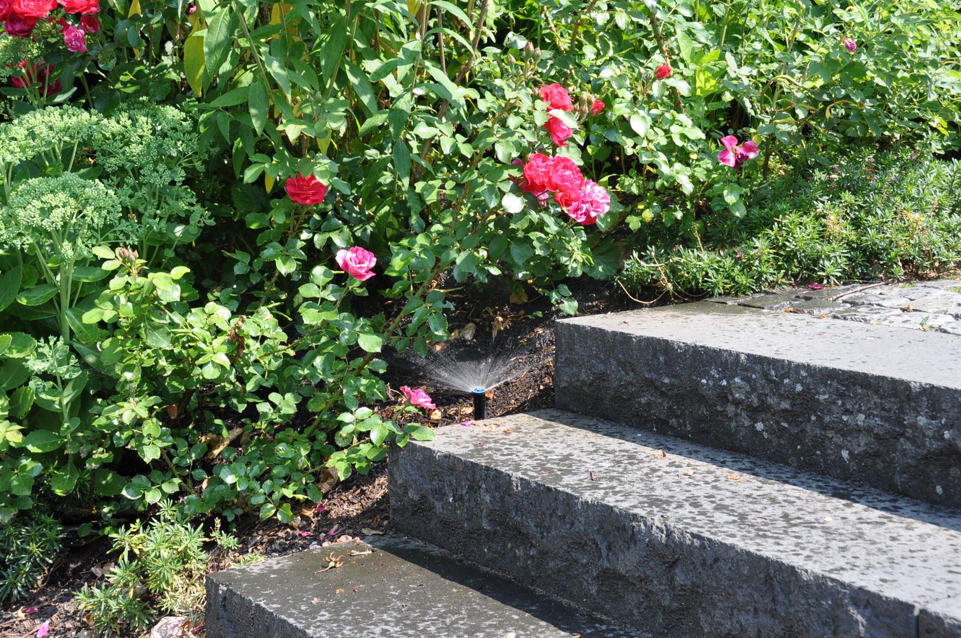 Rosen, Bewässerung und Steintreppe