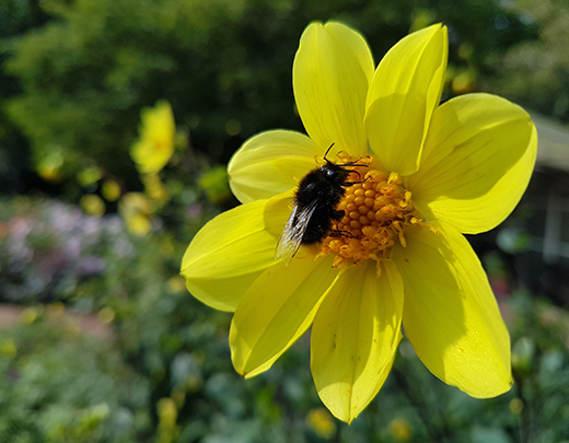 Insekt auf einer Blüte