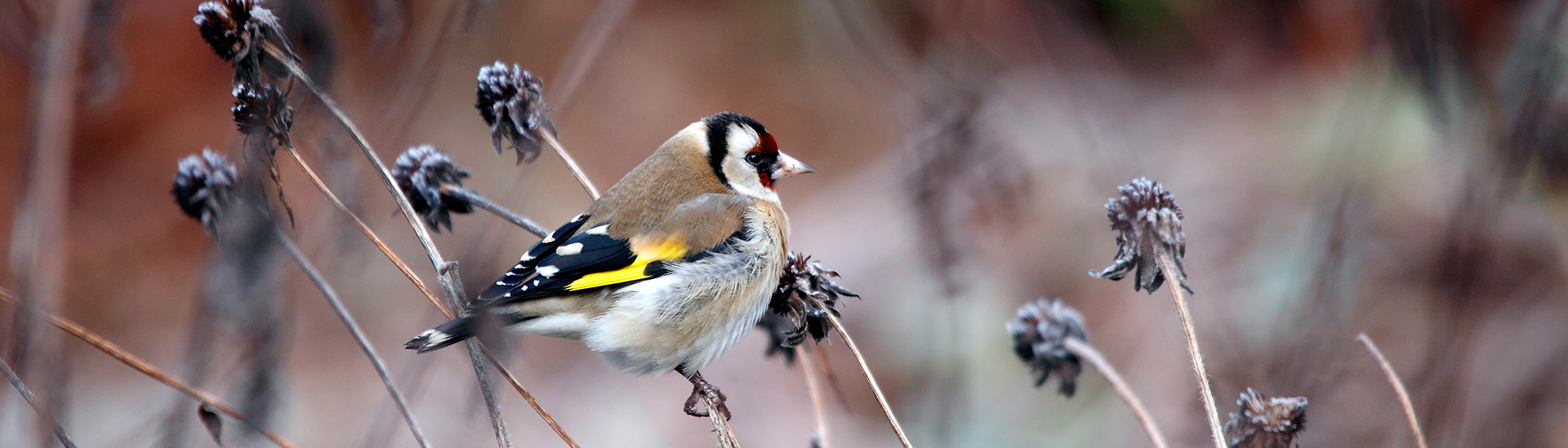 Vogel sitzt auf einer Blüte im Winter