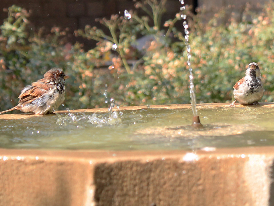 Wasserelement als Nahrungsquelle für Vögel und andere Tiere