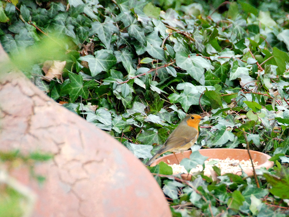 Nisthilfen für Vögel und Insekten 