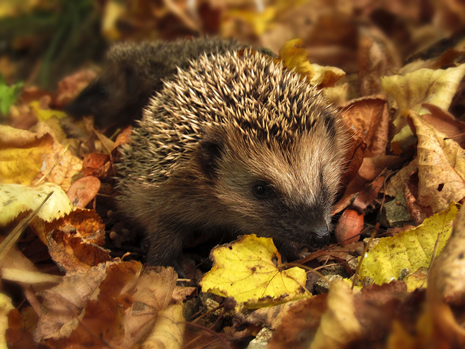 Igel im Laub