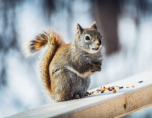 Eichhörnchen im Winter auf einem Holzzaun
