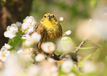 Tierfreundlicher Garten - Vogel