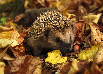 Tierfreundlicher Garten - Igel