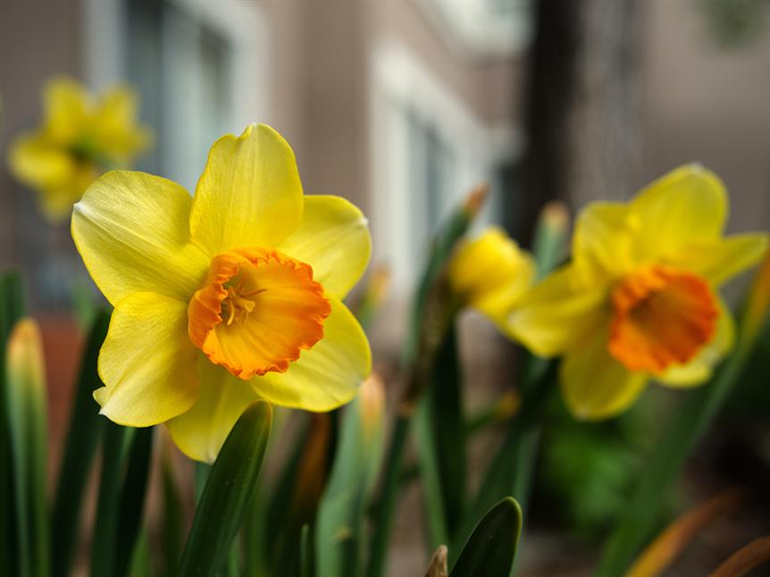 Bunte Krokusse, strahlende Narzissen und duftende Hyazinthen setzen farbenfrohe Akzente