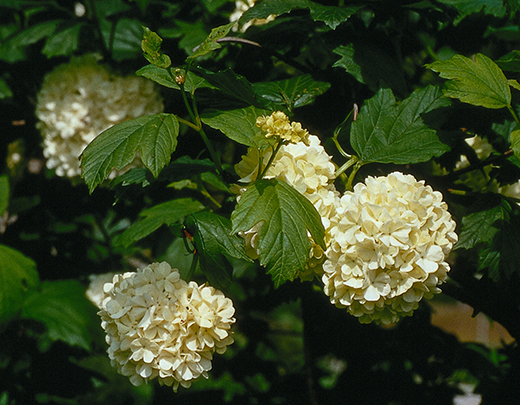 Rhododendron