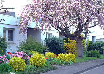 Bunt blühender Vorgarten