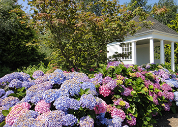 Rhododendron und Gartenhaus