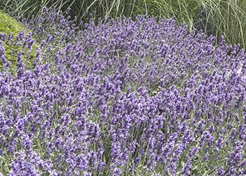 Mediterraner Garten
