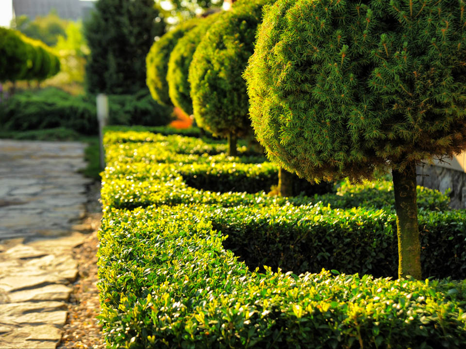 Geschnittene Bäume und Sträucher für den formalen Garten kombinieren